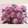 Розовые пионы, 2007
56x76 см; картина не продается
