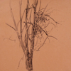 Сухое дерево, 2008
25x23.5 см; картину можно купить
